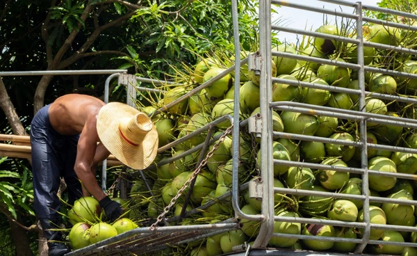 เร่งเครื่องลงพื้นที่ตรวจล้งมะพร้าวราชบุรี