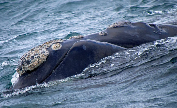 “ทรัมป์” ไม่สนโลก จ่อผ่อนปรนการคุ้มครองวาฬ มองอุตสาหกรรมเดินเรือสำคัญว่า
