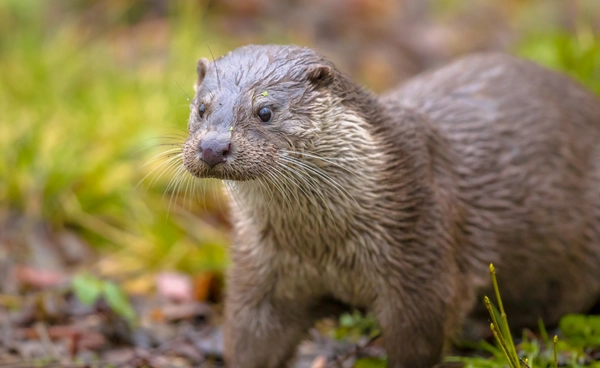 “นากทะเล” ฟื้นจากการสูญพันธุ์ แต่ยังเผชิญภัยคุกคามรอบด้าน!