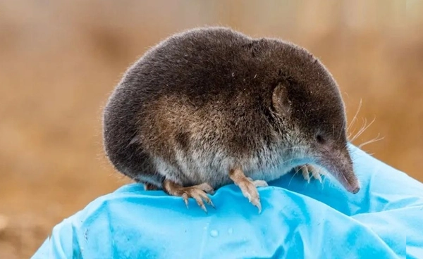 นักวิทย์ฯ เผยกลไกสมองหดตัวของหนูชรูว์ หดได้ 30% เพื่อเอาตัวรอดฤดูหนาว จุดประกายความหวังรักษามนุษย์