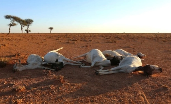 ภัยแล้งยืดเยื้อ ทำชาวโซมาเลียอดอยาก ผลัก 5 แสนคนพลัดถิ่นจากบ้านเกิด