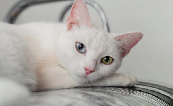 “แมวแวน” แมวที่เคยเกือบหายไปจากโลก