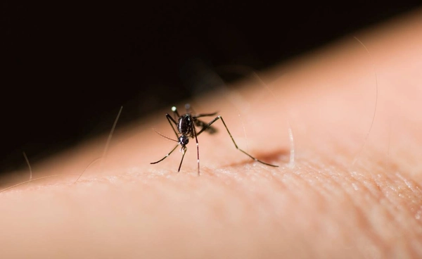 เมื่อยุโรปไม่หนาวเหมือนเดิม เปิดทาง “โรคเขตร้อน” ลุกลาม “ไข้ชิคุนกุนยา” พร้อมระบาดทั่วทวีป