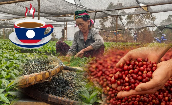"สปป.ลาว"หนุนปลูกชา-กาแฟยั่งยืนเพิ่มรายได้ 