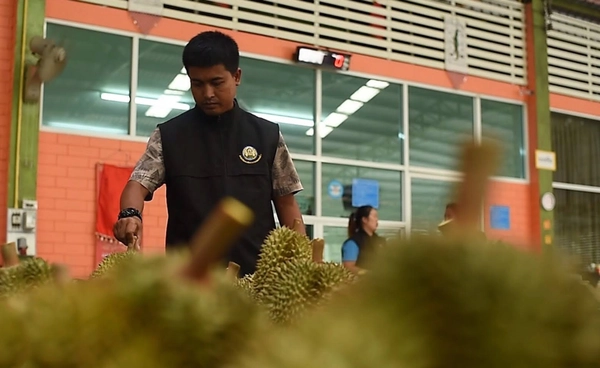 ระดมนายตรวจพืช เตรียมพร้อมรับฤดูกาลส่งออกทุเรียน