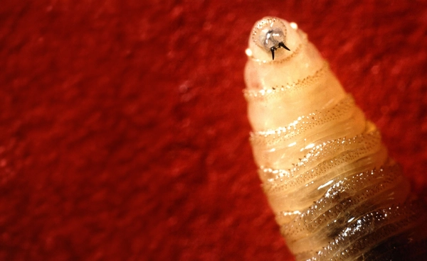 กองทัพบกอเมริกาทำฟาร์มเพาะหนอนกินเนื้อคน (ที่เป็นหมันแล้ว) หวังแก้ปัญหาหนอนฯ ระบาดในอเมริกา !