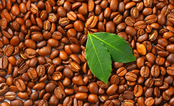 โลกร้อนคุกคามกาแฟ “อาราบิก้า” สั่นคลอน ปี 2050 พื้นที่ 1 ใน 5 อาจร้อนจนปลูกกาแฟไม่ได้