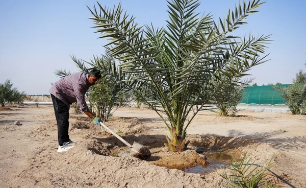 วิกฤตน้ำและดินเค็ม บีบ “อิรัก” เพาะอินทผลัมในห้องแล็ป