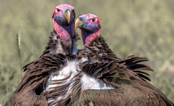 14 กุมภาพันธ์ของทุกปี “วันรักษ์พญาแร้ง” สัตว์ที่ได้ชื่อว่า "เทศบาลประจำผืนป่า"
