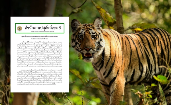 โรคไข้หัดสุนัข ต้นเหตุเสือโคร่ง 72 ตัวดับ ย้ำเชื้อนี้ไม่พบการติดต่อสู่คน 