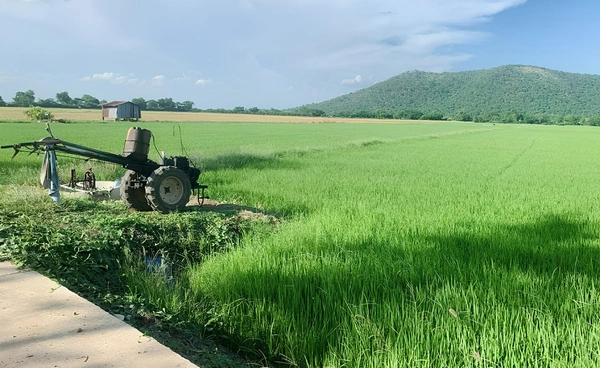 วิกฤตสองเด้งบีบชาวนา! ปุ๋ยพุ่ง น้ำมันแพง ปัญหา "ทิ้งนา" อาจไม่ไกลเกินจริง