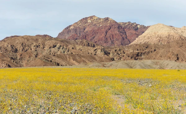 ปาฏิหาริย์ทะเลทรายเดธแวลลีย์ เกิด “ซูเปอร์บลูม” ดอกไม้บานสะพรั่ง ครั้งใหญ่ที่สุดในรอบ 10 ปี!