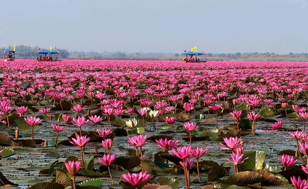 ไวรัลทะเลบัวแดง CNN เคยยกให้เป็น 1 ใน 15 ทะเลสาบที่แปลกที่สุดในโลก 