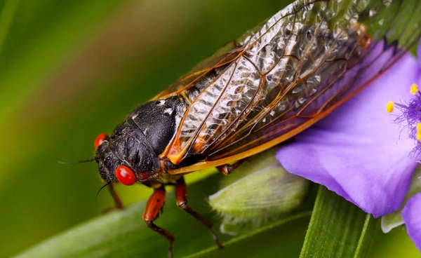 จั๊กจั่นร้องระงม!  สัญญาณฤดูร้อนเต็มตัวกำลังเริ่ม