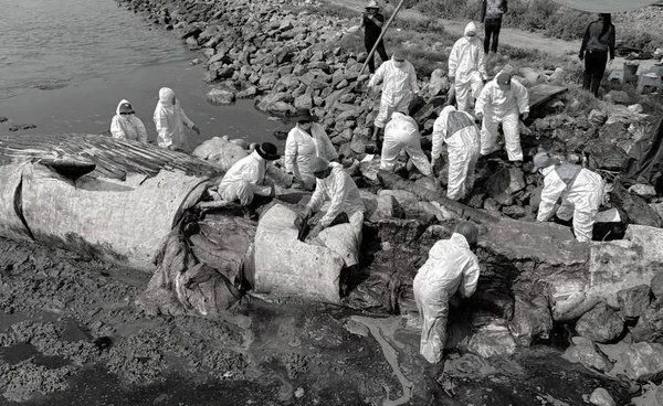 ผลชันสูตร "วาฬบรูด้า" ที่สมุทรสาคร กำลังตั้งท้อง ถูกของแข็งกระแทก