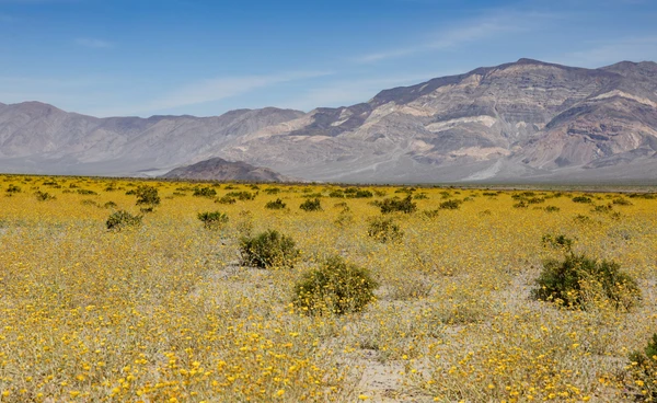 ทะเลทรายกลายเป็นทุ่งดอกไม้ หุบเขามรณะส่งสัญญาณ “ซูเปอร์บลูม” เป็นครั้งแรกในรอบ 10 ปี