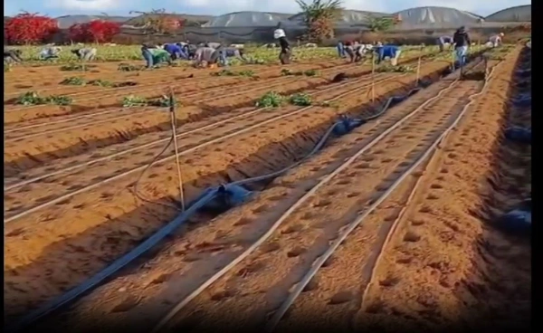 แรงงานในประเทศอิสราเอล ยืนยันจะทำงานต่อไปและย้ำว่าอยู่ในจุดที่ปลอดภัยขณะที่ครอบครัวแสดงความกังวลและเป็นห่วง 