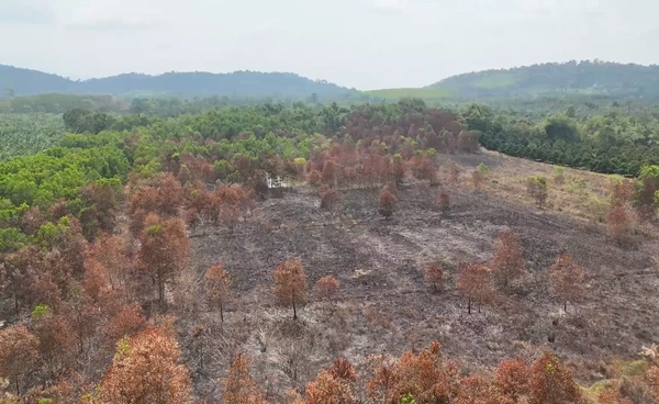 จันทบุรีเร่งล่าตัวมือเผาป่าชุมชนเสียหาย 50 ไร่