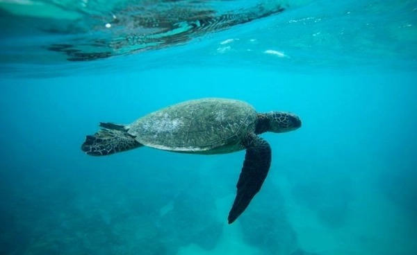 โลกร้อนป่วน “เต่าทะเล” วางไข่เร็วขึ้นแต่จำนวนลดฮวบ เสี่ยงสูญพันธุ์เงียบใต้ผืนน้ำ