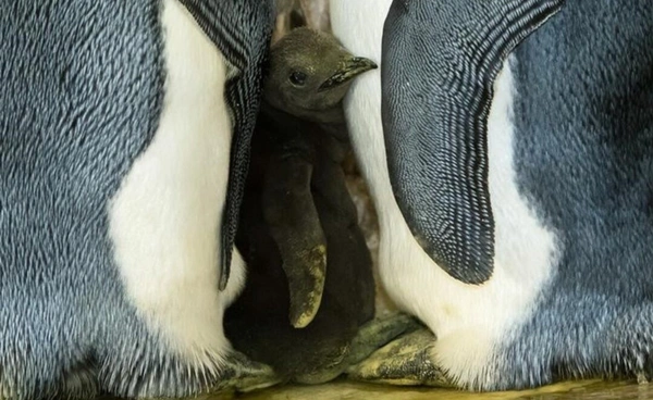 โลกร้อนทำสัตว์ล้มตาย  ยกเว้น “เพนกวินราชา”  กลับอยู่รอดได้ดีกว่าเดิม?