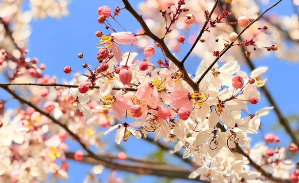 "กัลปพฤกษ์" อวดโฉมเขตห้ามล่าสัตว์ป่าบึงบอระเพ็ด