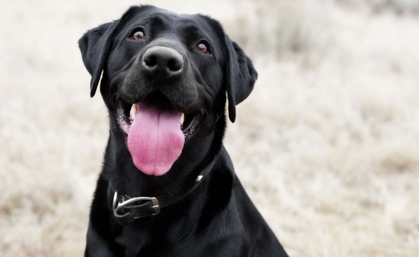  พบผู้เสียชีวิตโรคพิษสุนัขบ้า รายที่ 2  กลัวเสียเวลา จึงไม่ไปหาหมอ