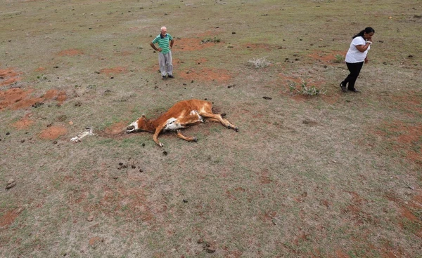 แล้งฆ่าวัว  น้ำท่วมคร่าคน โลกร้อนถล่มแอฟริกาใต้ไม่หยุด