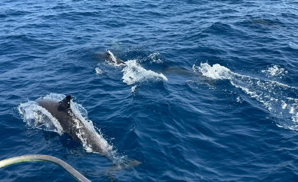 เกาะตาชัย เฮ!  พบฝูง "โลมาปากขวด"  ว่ายน้ำอวดโฉม 