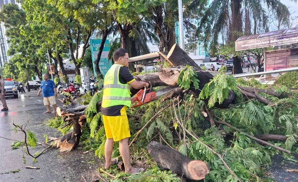 กทม.เคลียร์ต้นไม้หักโค่น ถ.นราธิวาสแล้ว