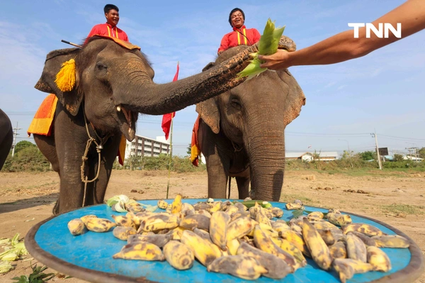 รูป-อยุธยาจัดใหญ่ "วันช้างไทย 69”  เชิดชูสัตว์คู่แผ่นดิน เลี้ยงโต๊ะจีนช้าง 70 เชือก-21