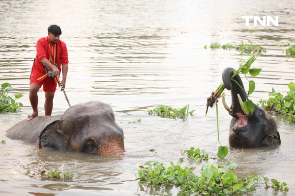 รูป-อยุธยาจัดใหญ่ "วันช้างไทย 69”  เชิดชูสัตว์คู่แผ่นดิน เลี้ยงโต๊ะจีนช้าง 70 เชือก-7