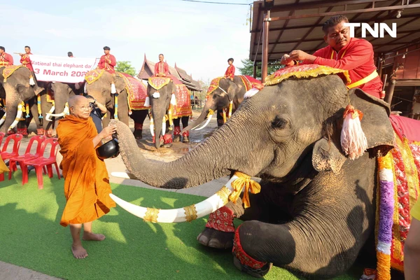 รูป-อยุธยาจัดใหญ่ "วันช้างไทย 69”  เชิดชูสัตว์คู่แผ่นดิน เลี้ยงโต๊ะจีนช้าง 70 เชือก-9