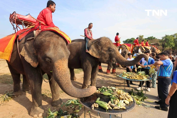 รูป-อยุธยาจัดใหญ่ "วันช้างไทย 69”  เชิดชูสัตว์คู่แผ่นดิน เลี้ยงโต๊ะจีนช้าง 70 เชือก-18