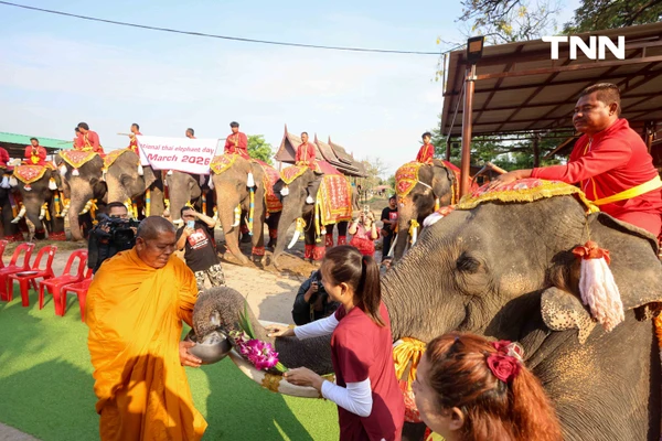 รูป-อยุธยาจัดใหญ่ "วันช้างไทย 69”  เชิดชูสัตว์คู่แผ่นดิน เลี้ยงโต๊ะจีนช้าง 70 เชือก-11