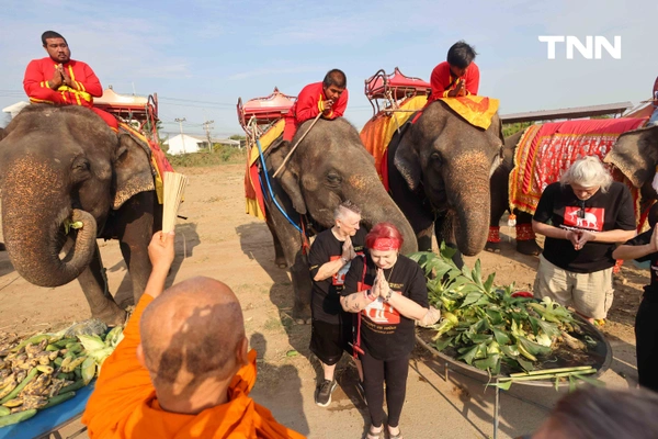 รูป-อยุธยาจัดใหญ่ "วันช้างไทย 69”  เชิดชูสัตว์คู่แผ่นดิน เลี้ยงโต๊ะจีนช้าง 70 เชือก-14