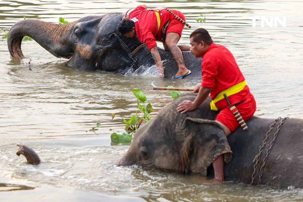 รูป-อยุธยาจัดใหญ่ "วันช้างไทย 69”  เชิดชูสัตว์คู่แผ่นดิน เลี้ยงโต๊ะจีนช้าง 70 เชือก-8