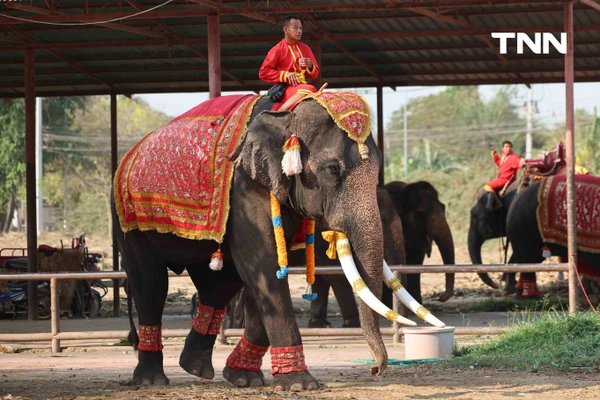 รูป-อยุธยาจัดใหญ่ "วันช้างไทย 69”  เชิดชูสัตว์คู่แผ่นดิน เลี้ยงโต๊ะจีนช้าง 70 เชือก-23