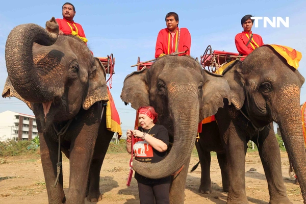 รูป-อยุธยาจัดใหญ่ "วันช้างไทย 69”  เชิดชูสัตว์คู่แผ่นดิน เลี้ยงโต๊ะจีนช้าง 70 เชือก-13