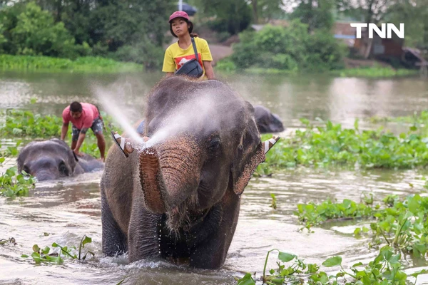 รูป-อยุธยาจัดใหญ่ "วันช้างไทย 69”  เชิดชูสัตว์คู่แผ่นดิน เลี้ยงโต๊ะจีนช้าง 70 เชือก-5
