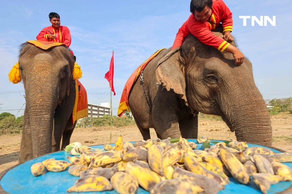 รูป-อยุธยาจัดใหญ่ "วันช้างไทย 69”  เชิดชูสัตว์คู่แผ่นดิน เลี้ยงโต๊ะจีนช้าง 70 เชือก-20