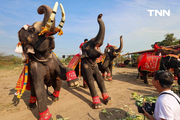 รูป-อยุธยาจัดใหญ่ "วันช้างไทย 69”  เชิดชูสัตว์คู่แผ่นดิน เลี้ยงโต๊ะจีนช้าง 70 เชือก-16