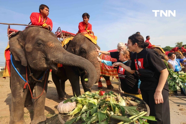 รูป-อยุธยาจัดใหญ่ "วันช้างไทย 69”  เชิดชูสัตว์คู่แผ่นดิน เลี้ยงโต๊ะจีนช้าง 70 เชือก-15