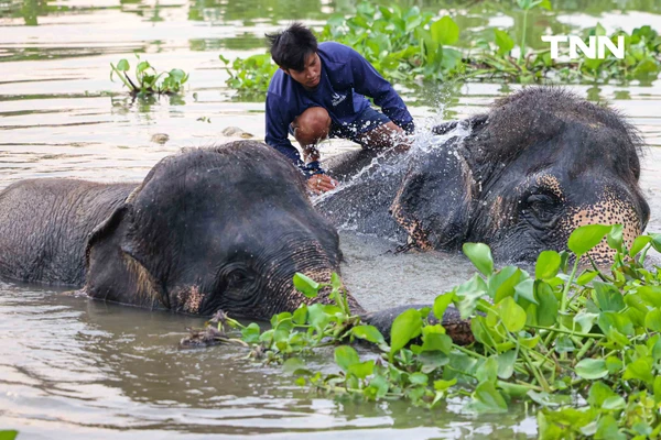 รูป-อยุธยาจัดใหญ่ "วันช้างไทย 69”  เชิดชูสัตว์คู่แผ่นดิน เลี้ยงโต๊ะจีนช้าง 70 เชือก-6
