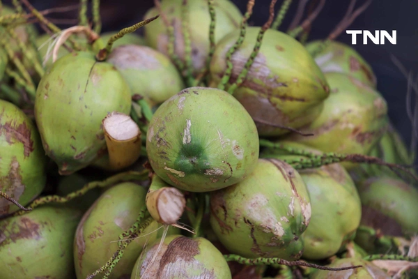 รูป-ธนชาต-MBK ผนึกกำลังพันธมิตรแจกมะพร้าว 10,000 ลูก ช่วยเกษตรกรแก้วิกฤตราคาตกต่ำ-20