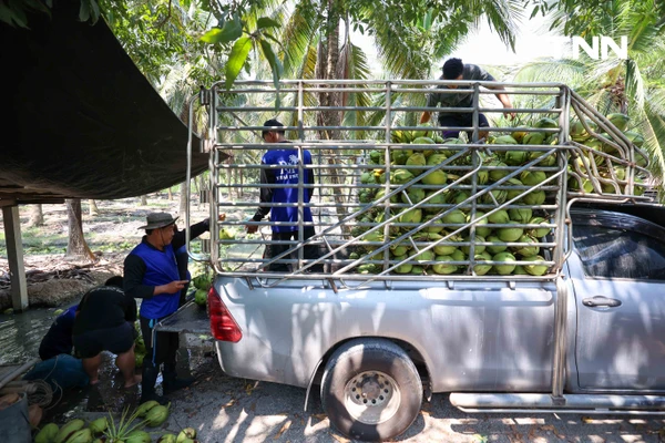 รูป-ดอยคำ ผนึก พี วาย ไทยฟรุต แก้วิกฤตมะพร้าวล้นตลาดราชบุรี พยุงรายได้เกษตรกร-8