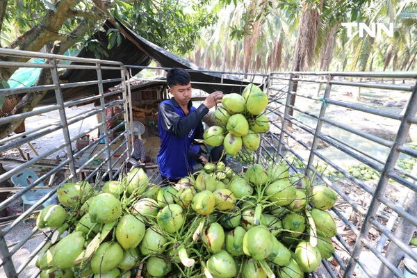 รูป-ดอยคำ ผนึก พี วาย ไทยฟรุต แก้วิกฤตมะพร้าวล้นตลาดราชบุรี พยุงรายได้เกษตรกร-5