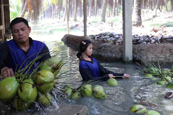 รูป-ดอยคำ ผนึก พี วาย ไทยฟรุต แก้วิกฤตมะพร้าวล้นตลาดราชบุรี พยุงรายได้เกษตรกร-10