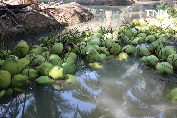 รูป-ดอยคำ ผนึก พี วาย ไทยฟรุต แก้วิกฤตมะพร้าวล้นตลาดราชบุรี พยุงรายได้เกษตรกร-6
