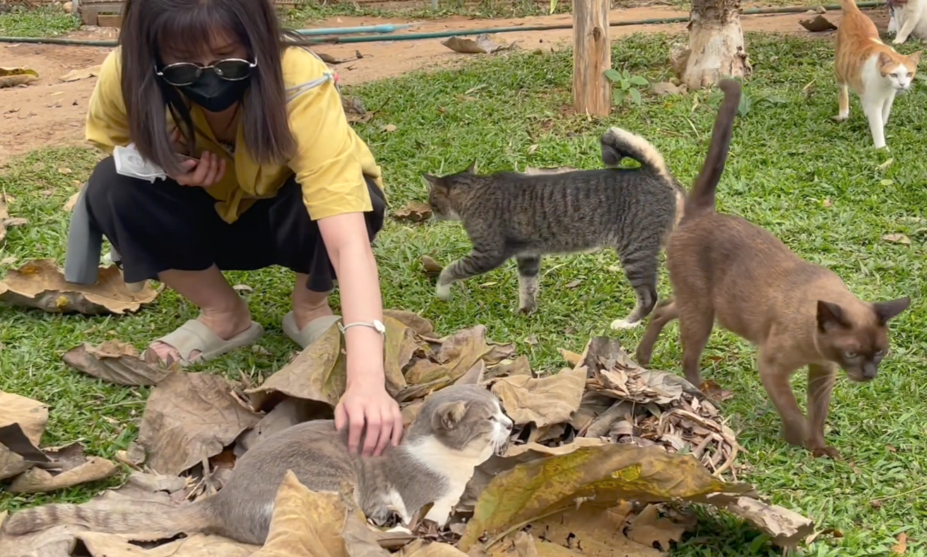 ทาสแมวปักหมุด! เปิดบ้าน ‘แคทคิงดอม’ แมวจร 1,600 ชีวิต เที่ยวชมฟรี