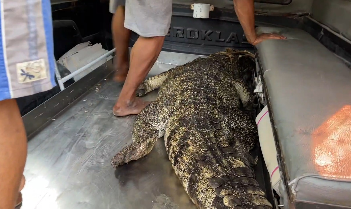 จับ จระเข้ กว่า 2 เมตร กลางชุมชนที่สมุทรปราการ จับ จระเข้ กว่า 2 เมตร กลางชุมชนที่สมุทรปราการ